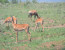 4 Days Magical Migration safari Masi Mara/Lake Nakuru
