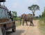 10 Day Wildlife Tour with Primates - High End Accommodation