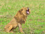 5 DAYS WILDERNESS SAFARI (KIDEPO & QUEEN ELIZABETH NATIONAL PARKS)