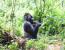 Lowland Gorillas trekking in Kahuzi-Biega National Park