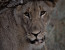 Leopard Mountain Game Lodge Safari Package