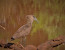 Leopard Mountain Game Lodge Safari Package