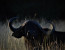 Leopard Mountain Game Lodge Safari Package