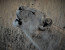 Leopard Mountain Game Lodge Safari Package