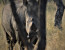 Leopard Mountain Game Lodge Safari Package