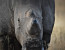 Leopard Mountain Game Lodge Safari Package