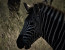 Leopard Mountain Game Lodge Safari Package