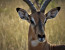 Leopard Mountain Game Lodge Safari Package