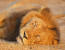 True African Wilderness Kidepo National Park