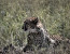 Leopard Mountain Game Lodge Safari Package