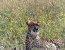Leopard Mountain Game Lodge Safari Package