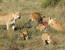 4-Day Central Kalahari Game Reserve and Nxai Pan.