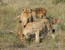 4-Day Central Kalahari Game Reserve and Nxai Pan.