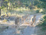 LION EXPEDITION 18 DAYS 17 NIGHTS