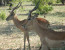 IMPALA EXPEDITION 9 DAYS 8 NIGHTS