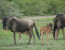 4 Days Camping Safari to Lake Manyara, Serengeti & Ngorongoro Crater