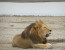 4 Days Camping Safari to Lake Manyara, Serengeti & Ngorongoro Crater