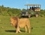 5-Day Garden Route + Private Game Reserve (Private Tour)