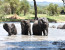 8 DAYS: GRUMETI HIGHLIGHTS (TARANGIRE, LAKE MANYARA, SERENGETI AND NGORONGORO) MAY--AUGUST