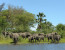 Experience the Big 5 at the Majete Wildlife Reserve