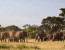 The Best of Selous, Mikumi and Ruaha National Park
