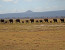 Luxury Wilderness Safari - 8 Days Maasai Mara, Nakuru/Naivasha, Amboseli and Tsavo West