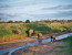 7 Days Migration Safari in Tanzania/Serengeti