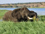 12 Day Extreme Wildlife Experience Botswana/Namibia