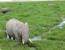 12 DAYS GROUP JOINING MASAI MARA, LAKE NAKURU, AMBOSELI, ARUSHA TARANGIRE, NGORONGORO CRATER, SERENGETI NATIONAL PARK AND LAKE MANYARA BUDGET SAFARI.