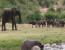 2 Days Uganda Wildlife Safari to Murchison Falls National Park