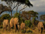 13 Day Tanzania Safari and Zanzibar Vacation