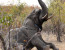 SA TO ZAMBIA: THE GREAT AFRICAN ADVENTURE