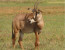 2 Days Ruma national park From Kisumu 