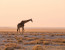 9 Days Rovos Rail - Namibia Safari