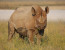 Classic Namibia Green Season Safari