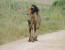 Taste of Kenya Safari With Free Masai Village Visit
