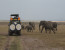 Taste of Kenya Safari With Free Masai Village Visit