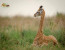 Giraffe Centre and David Sheldrick Half Day Tour 
