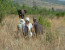 The Dinokeng big 5 experience