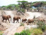 2 Days Budget Lodge Safari Tour Tanzania