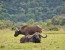 4 Days Budget Mid Range Safari Tour Tanzania