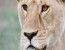 2 Days Budget Lodge Safari Tour Tanzania