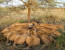 2 Days Budget Lodge Safari Tour Tanzania