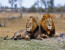 4 Days Joining Safari Tour Tanzania