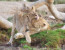4 Days Joining Safari Tour Tanzania