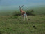 4 Days Joining Safari Tour Tanzania