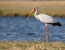 4 Days Joining Safari Tour Tanzania