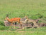 HONEYMOON SAFARI/ 5DAYS 