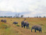 3 Day Safari to Mikumi National Park