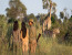 8 Days Guided Delta & Chobe Trail Tour